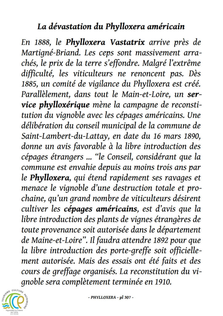 Le Phylloxèra